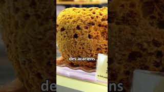 Je vous parle des acariens fromagers science biologie fromage insectes [upl. by Nivrae914]