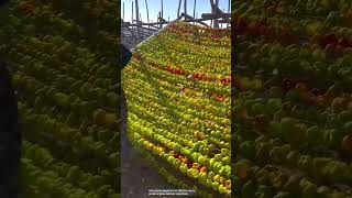 The process of drying peppers by hooking [upl. by Ihsakat73]