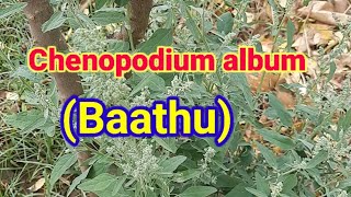 Chenopodium album  Baathu Plant [upl. by Ailahk]