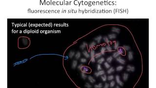 Molecular Cytogenetics [upl. by Murial]