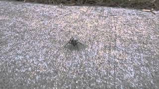 Spider Running Super Slow Motion [upl. by Adnof365]