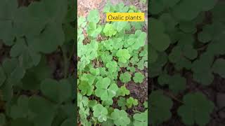 please subscribe 🙏🏻 oxalis plants kha jata hyvlogeer gardeng farming 🍀🍀🍀🍀🍀 [upl. by Virginie]