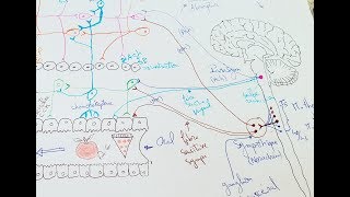 innervation du tube digestif 2ème partie  Physiologie de la digestion [upl. by Archy]