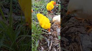 World cute chicks  colourful Chicks  Hen Baby Sound  Cute Video  0026 small smallanimals [upl. by Oniliuqnart]