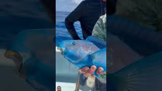 fishing parrotfish fish colorfullfish ocean polarblueparrotfish bloodparrotfish fishinglife [upl. by Keily]