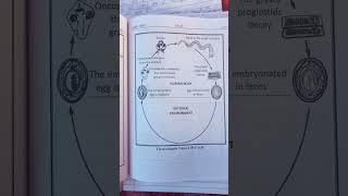 Hymenolepis Nana life cycle DSLab technician youtubeshorts [upl. by Yoong]