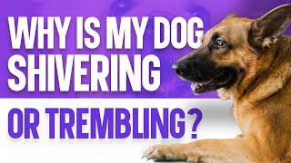 Why is My Dog Shivering or Trembling [upl. by Ilellan]