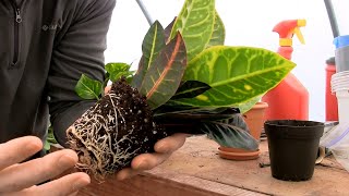 Repotting a Houseplant  Pothos and Croton  Rootbound with a Mass of Roots [upl. by Yelrebmyk520]