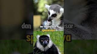 Lemur primata endemik madagaskar faktahewan faktaunik shorts [upl. by Viglione442]