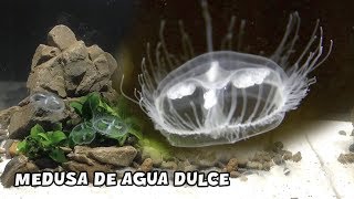 MEDUSA DE AGUA DULCE Curiosidades  Craspedacusta sowerbii  AcuariosLP [upl. by Langille449]