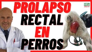 🔴 PROLAPSO RECTAL por Estreñimiento en PERROS 🔴 Causas Síntomas y Tratamiento [upl. by Yenittirb671]