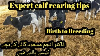 Tips of calf rearing by Dr Anjum Masood II Expert calf rearing II Best weight gain in calves [upl. by Tamer]