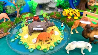 Explore the Galapagos Islands with Animal Puzzles and Sounds [upl. by Lytton363]