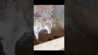 wolf hybrid dog in cage aggressive mode 😠😠😡 viral pitbull guardog dogbreed dangerdog mastiff [upl. by Ibur]