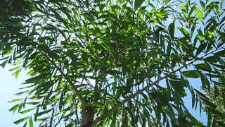 Caryota maxima Himalayana or Himalaya Palm [upl. by Verene]