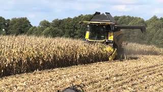 ŻNIWA KUKURYDZIANE 2024 harvest maize łódzkie johndeere newholland [upl. by Silvers]