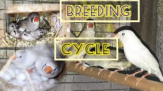 FINCHES BREEDING CYCLE [upl. by Annonyw332]