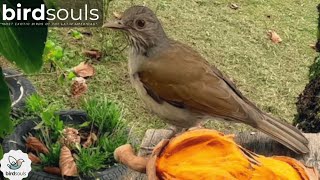 Whitebreasted blackbird turdus leucomelas [upl. by Naitsyrk341]