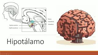 Neuroanatomía y fisiología del hipotálamo [upl. by Sirotek]