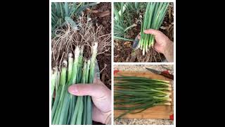 Evergreen Bunching Onions [upl. by Bruno]