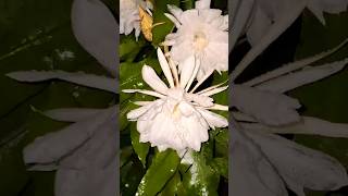 Brahma KamalNight Queen epiphyllum oxypetalum😲♥️👌flowersgardening natureloversnightviralvideo [upl. by Idnam]