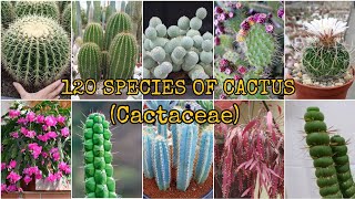 120 SPECIES OF CACTUS Cactaceae [upl. by Annyrb461]