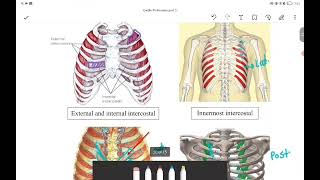intercostal space [upl. by Nooj346]