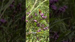 Butterfly Plant for Lateseason Nectar with Purple Flowers  Ironweed Vernonia spp [upl. by Ahtanoj]