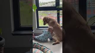 Sevimli bebek ve köpeğin eğlenceli anları  Cute Moments with Baby and Dog [upl. by Ajed]