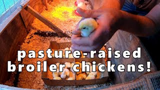 pastureraised broiler chickens [upl. by Blakeley]