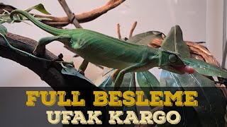 SÜRÜNGENLERİMİZİN HEPSİNİ BESLİYORUM CANLI YEM KARGO [upl. by Wilmette]