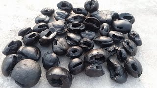 Shaligram stone fourty five different types of shaligram shila collection  gandaki river shaligram [upl. by Gurevich]