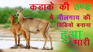 Captivating Video Adorable Nilgai Spotted With Its Darling Calf In A Wheat Field  गेहूँ [upl. by Aiuoqes]