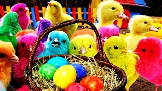 LUCU SEKALI ðŸ£ðŸŒˆAyam Lucu Ayam Warna WarniAyam Rainbow GokilKura Kura LucuBebek Wek WekHewan Lucu [upl. by Eboj]