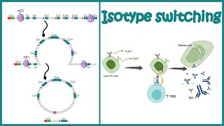 Chronic bacterial infection activates autoreactive B cells [upl. by Spurgeon]