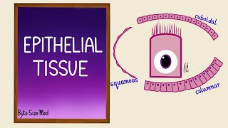 Epithelial Tissue  Epithelial cells  Classification  Histology [upl. by Ettennor]