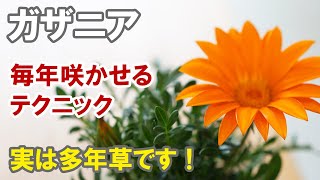 ガザニアの育て方 実は多年草で秋にも咲きます！ [upl. by Ferrick]