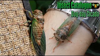 DogDay Cicada  Taking its First Steps Neotibicen canicularis [upl. by Nilrah]