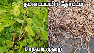 தட்டைப்பயிர் தோட்டம்  சாகுபடி முறை How to Cultivate Cowpea FarmingThatta Payaru Thottam in Tamil [upl. by Ahsya]