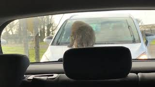 Naughty Monkeys Damaging Cars at Knowsley Safari Park [upl. by Bat633]