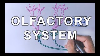 Chemosensory System  Olfactory System Structure amp Olfaction in Brain [upl. by Nonnad890]