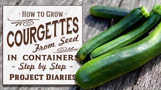 ★ How to Grow Courgettes aka Zucchini from Seed in Containers Step by Step Guide [upl. by Tiram]