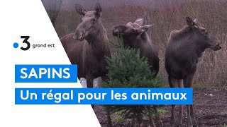 Sapins de Noël  des friandises pour les animaux du parc animalier de SainteCroix [upl. by Katalin]