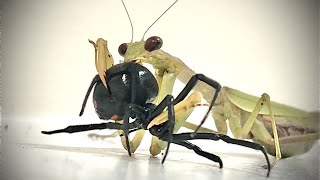 CAROLINA MANTIS VS BLACK WIDOW [upl. by Bela490]