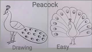 how to draw peacock drawing easy step by stepDrawingTalent [upl. by Ellmyer]