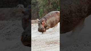 Jawdropping encounter Hippopotamous vs Lion shorts [upl. by Aynas]