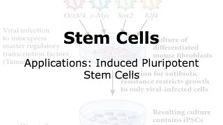 Applications involving induced Pluripotent Stem Cells iPSCs [upl. by Demona20]