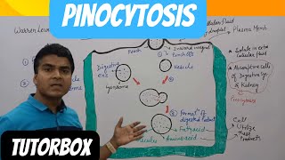 Pinocytosis  Transport Across the Cell Membrane  BPharm HAP Unit 1 Sem  Notes  BSc Biology notes [upl. by Seema343]