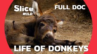 Donkeys Amazing and LittleKnown Companions  SLICE WILD  FULL DOC [upl. by Akeinahs]