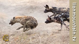 Wild Dogs vs Hyena Showdown  When Nature Gets Feisty [upl. by Rehotsirhc]